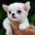 Sinh vật cảnh Toàn Phát - Trại chó Poodle, Chihuahua TP.HCM Sinh vật cảnh Toàn Phát - Trại chó Poodle, Chihuahua TP.HCM