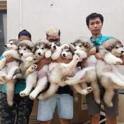 Susu's Alaska - Trại giống chó Alaskan Malamute TP.HCM