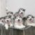 Susu's Alaska - Trại giống chó Alaskan Malamute TP.HCM Susu's Alaska - Trại giống chó Alaskan Malamute TP.HCM