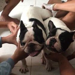 Tano Nguyen - Trại giống chó Bull Pháp tại TPHCM