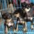 TiBi Dog Shop Biên Hòa - Bán các giống chó cảnh rẻ đẹp