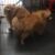 Tùng Thạch Lam - Trại chó Poodle, Pom, Pug, Bulldog TP.HCM Tùng Thạch Lam - Trại chó Poodle, Pom, Pug, Bulldog TP.HCM