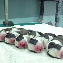 Vân Anh Kennel - Trại chó Boston Terrier tại Hà Nội