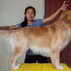 Venus Queen Kennel - Trại chó Golden Retriever TPHCM