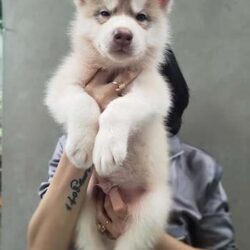 Vũ Thanh Bình - Trại chó Alaska, Samoyed, Husky Kiên Giang