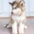 Vũ Thanh Bình - Trại chó Alaska, Samoyed, Husky Kiên Giang Vũ Thanh Bình - Trại chó Alaska, Samoyed, Husky Kiên Giang