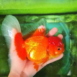 Bán buôn bán lẻ Cá Vàng Đầu Lân bao giá rẻ toàn quốc