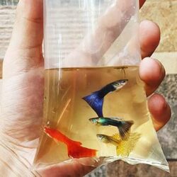 Bán Cá Bảy Màu Rồng Xanh và Đỏ nhập Thái chuẩn giá cực rẻ