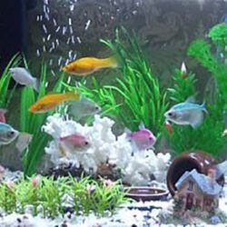 Bán cá Cánh Buồm Hồng sinh sản giá mềm khu vực TP.HCM