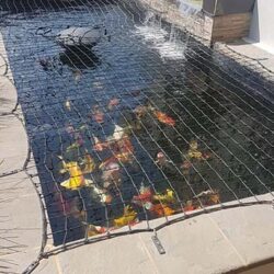 Mua bán Cá Chép Koi giống size nhỏ mini giá rẻ tại TP.HCM