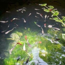 Bán cá Guppy thuần chủng Thái Lan đẹp tự nhiên rẻ Đà Nẵng