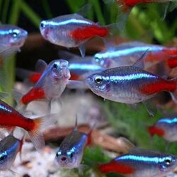 Bán cá Neon Vua sinh sản giá rẻ tại Hà Nội và TP.HCM