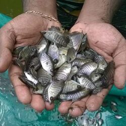 Bán Cá Phát Tài trống mái size to lớn nhất giá đẹp