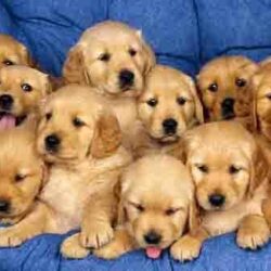 Bán chó Labrador Retriever lai giá rẻ tại trại chó Sài Gòn