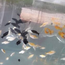 Bán đàn Cá Hắc Molly con mới đẻ được 4 tuần tuổi