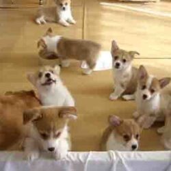 Bán đàn chó Corgi Pembroke con lai xứ Wales giá rẻ