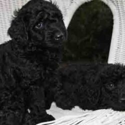Mua bán nhanh đàn chó Poodle lai giá rẻ như cho chỉ từ 500k