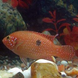 Bán nhanh cặp cá Kim Cương đỏ giá rẻ nhất tại Hà Nội