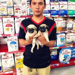 Bi Shop Vũng Tàu - Chuyên giống chó mèo, đồ dùng pet giá rẻ