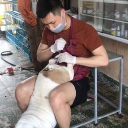 C-Bull Kennel - Trại chó phối giống English Bulldog Hà Nội