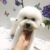 Dream Pet - Spa, khách sạn và dịch vụ thú y chó mèo Dream Pet - Spa, khách sạn và dịch vụ thú y chó mèo