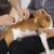 Dream Pet - Spa, khách sạn và dịch vụ thú y chó mèo Dream Pet - Spa, khách sạn và dịch vụ thú y chó mèo