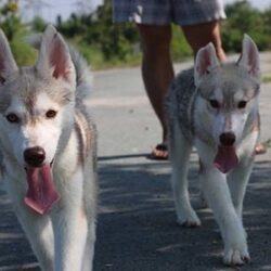 Hungxuan Kennel - Trại chó Corgi, Poodle, Pom, Husky TP.HCM