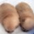 Hungxuan Kennel - Trại chó Corgi, Poodle, Pom, Husky TP.HCM Hungxuan Kennel - Trại chó Corgi, Poodle, Pom, Husky TP.HCM