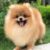 Hungxuan Kennel - Trại chó Corgi, Poodle, Pom, Husky TP.HCM Hungxuan Kennel - Trại chó Corgi, Poodle, Pom, Husky TP.HCM