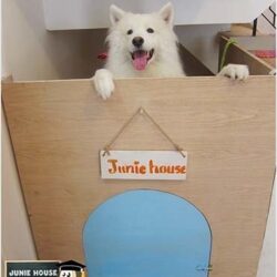 Junie House - Chuyên quần áo, phụ kiện thú cưng