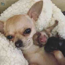 Mua bán chó Chihuahua lai Phốc giá rẻ từ 500 - 1 triệu đồng