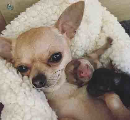Mua bán chó Chihuahua lai Phốc giá rẻ từ 500 - 1 triệu đồng Mua bán chó Chihuahua lai Phốc giá rẻ từ 500 - 1 triệu đồng