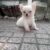 Mua bán chó Chihuahua lai Phốc giá rẻ từ 500 - 1 triệu đồng Mua bán chó Chihuahua lai Phốc giá rẻ từ 500 - 1 triệu đồng
