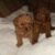 Bán chó Poodle tiny, teacup đủ màu trắng đen giá rẻ nhất