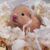 Mua bán chuột Hamster ở Bình Dương đẹp giá cực rẻ Mua bán chuột Hamster ở Bình Dương đẹp giá cực rẻ