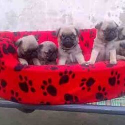 Mua bán đàn chó Pug mặt xệ mini nhập Pháp giá rẻ nhất