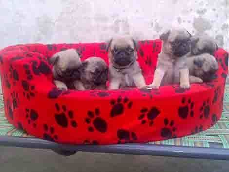Mua bán đàn chó Pug mặt xệ mini nhập Pháp giá rẻ nhất Mua bán đàn chó Pug mặt xệ mini nhập Pháp giá rẻ nhất