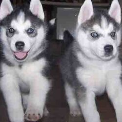 Mua bán đàn Ngáo giống chó Husky Sibir lai giá rẻ toàn quốc