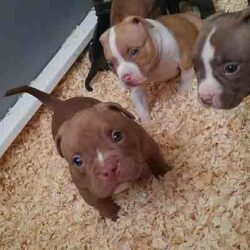 Mua bán nhanh chó Pitbull con lai giá đẹp tại trại chó HCM