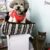 Pawsome Pet Store - Chuyên phụ kiện thú cưng chất lượng Pawsome Pet Store - Chuyên phụ kiện thú cưng chất lượng