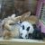 Pet Shop Miền Đất Hứa - Bán chuột Hamster, Thỏ, Nhím, Sóc Pet Shop Miền Đất Hứa - Bán chuột Hamster, Thỏ, Nhím, Sóc