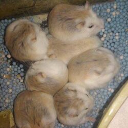 Petvn Shop Thủ Đức - Bán chuột Hamster và phụ kiện giá rẻ
