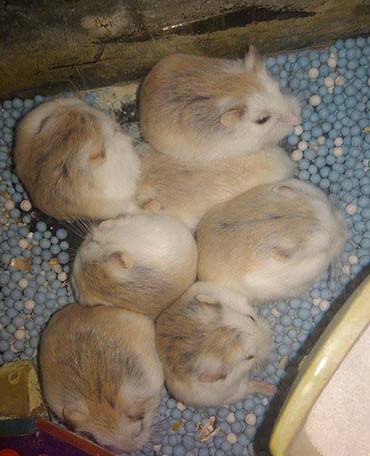 Petvn Shop Thủ Đức - Bán chuột Hamster và phụ kiện giá rẻ Petvn Shop Thủ Đức - Bán chuột Hamster và phụ kiện giá rẻ
