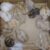 Petvn Shop Thủ Đức - Bán chuột Hamster và phụ kiện giá rẻ Petvn Shop Thủ Đức - Bán chuột Hamster và phụ kiện giá rẻ