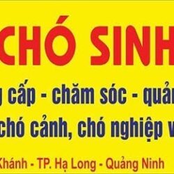 Sinh Blue Kennel - Trại chó Golden, Pom, Pug Quảng Ninh