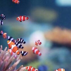 Thanh lý "Cá Hề Nemo" giá bao nhiêu cũng bán
