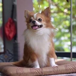 Toàn Thịnh Kennel - Trại chó Chihuahua tại TP.HCM