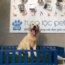 Tùng Lộc Pet - Trang trại chó cảnh uy tín Hà Nội
