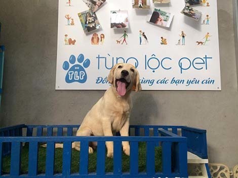 Tùng Lộc Pet - Trang trại chó cảnh uy tín Hà Nội Tùng Lộc Pet - Trang trại chó cảnh uy tín Hà Nội