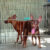 Bán chó Fox hươu Minpin thuần chủng không lai tạp giá rẻ